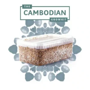 Cambodian Myceliumbox