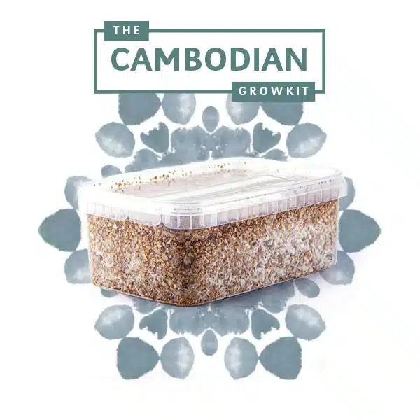 Cambodian Myceliumbox