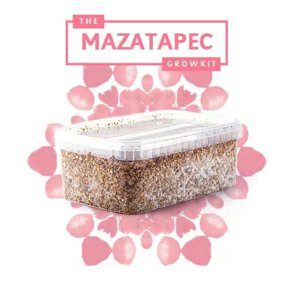 Mazatapec Myceliumbox