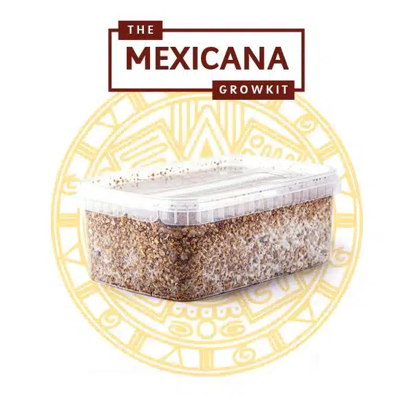 Mexicana Myceliumbox