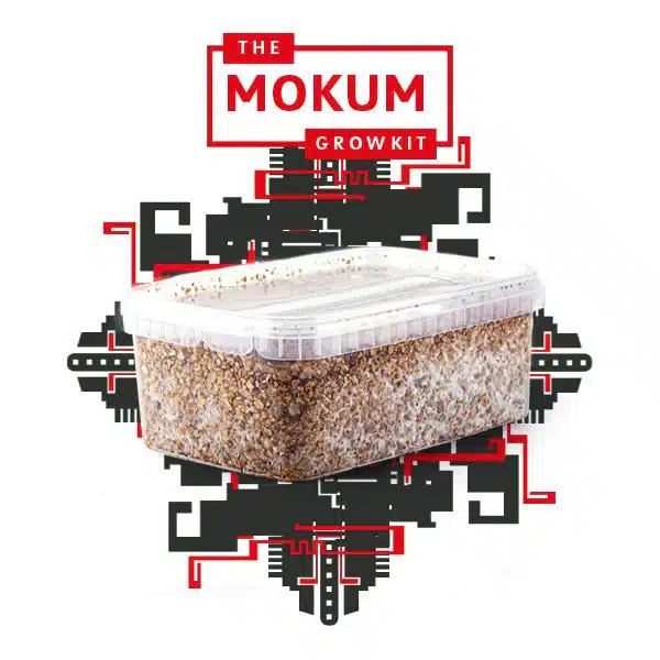 Mokum Myceliumbox