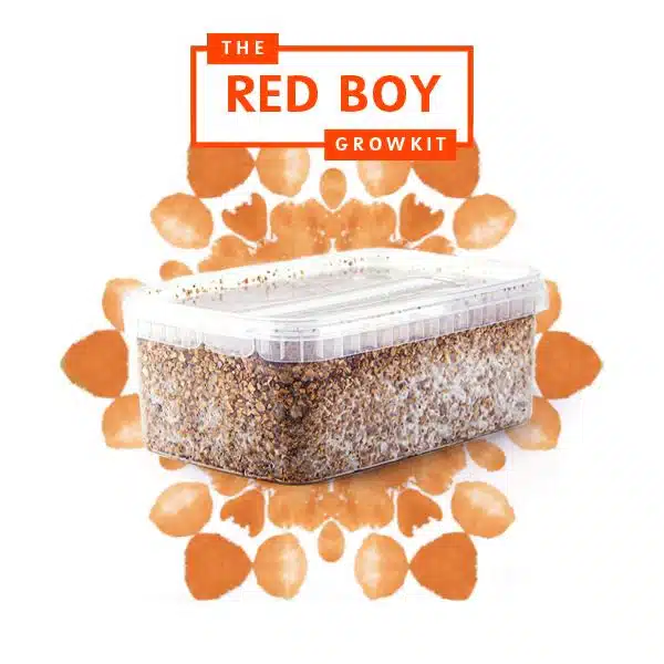 RedBoy Myceliumbox
